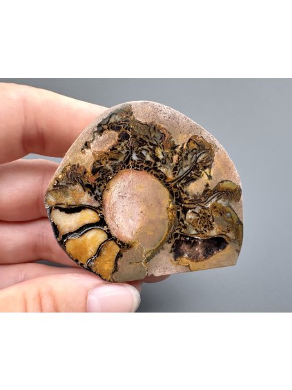 Ammonite – Morocco