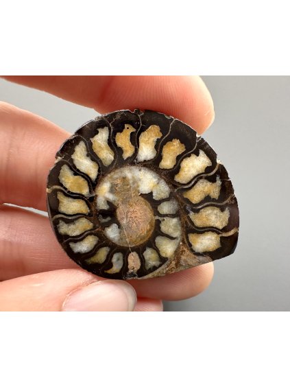 Amonit 3,6cm – Maroko