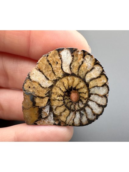 Amonit 3,2cm – Maroko