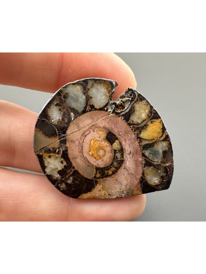 Amonit 3,9cm – Maroko