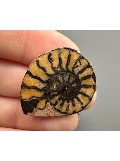 Amonit 2,9cm – Maroko