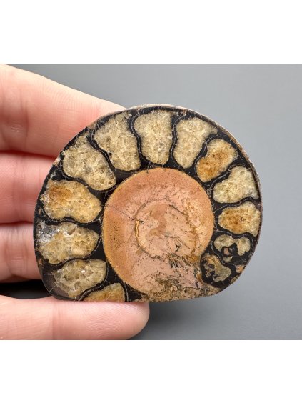 Ammonite – Morocco