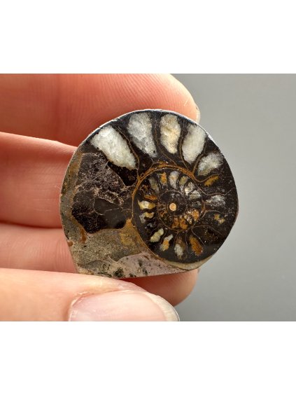 Amonit 2,7cm – Maroko