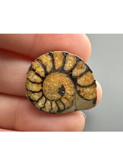 Ammonite – Morocco