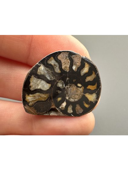 Amonit 2,7cm – Maroko