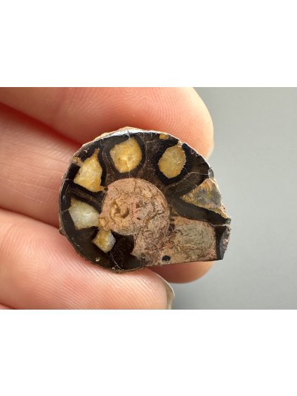 Ammonite – Morocco