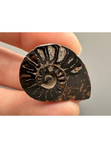 Amonit 2,8cm – Maroko