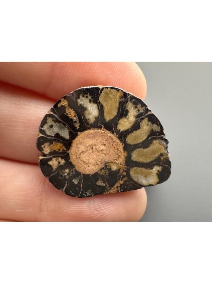 Amonit 2,7cm – Maroko