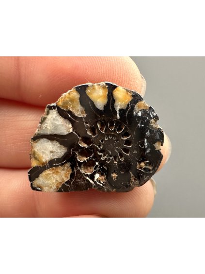 Amonit 2,5cm – Maroko