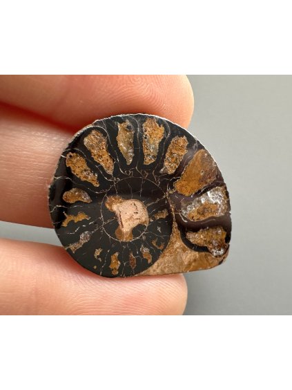 Amonit 2,7cm – Maroko