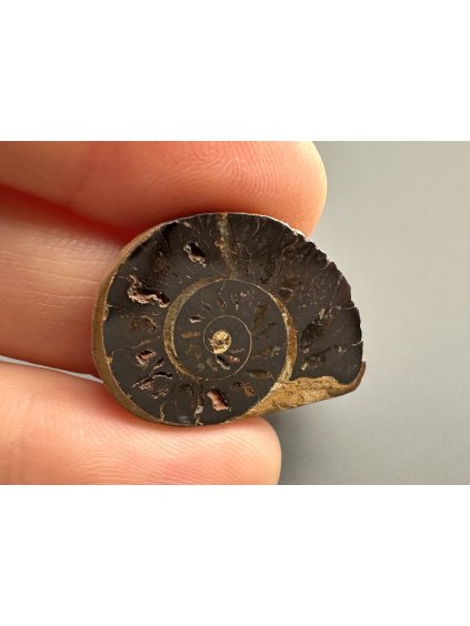 Amonit 2,5cm – Maroko