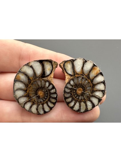 Ammonite (pair) – Morocco