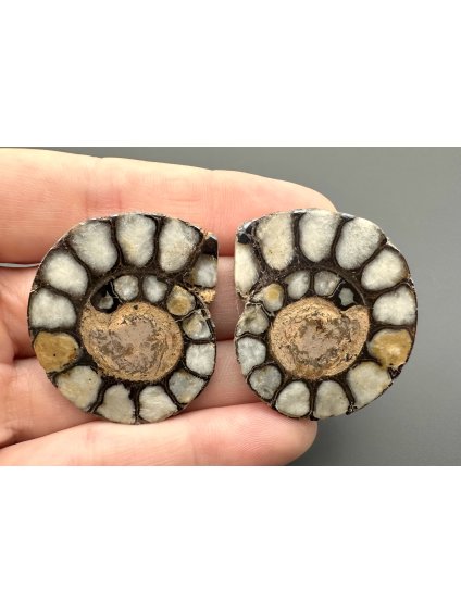 Ammonite (pair) 3,4cm and 3,4cm – Morocco