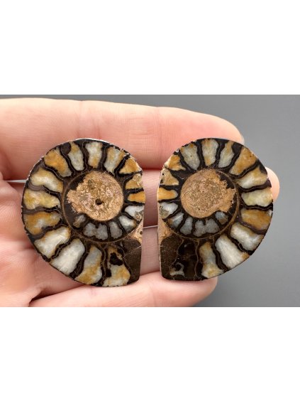 Ammonite (pair) 3,7cm and 3,7 cm – Morocco