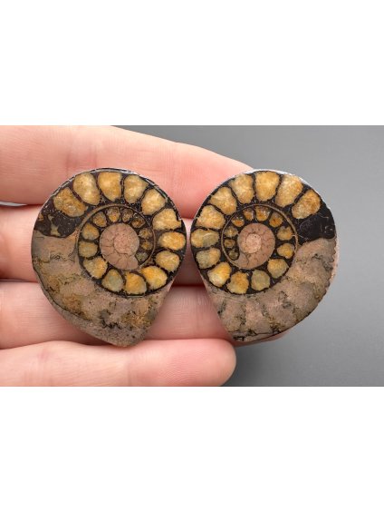 Ammonite (pair) 3,2cm and 3,2cm – Morocco
