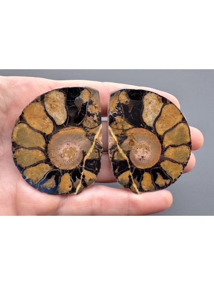 Ammonite (pair) 5,1cm and 5,1cm – Morocco