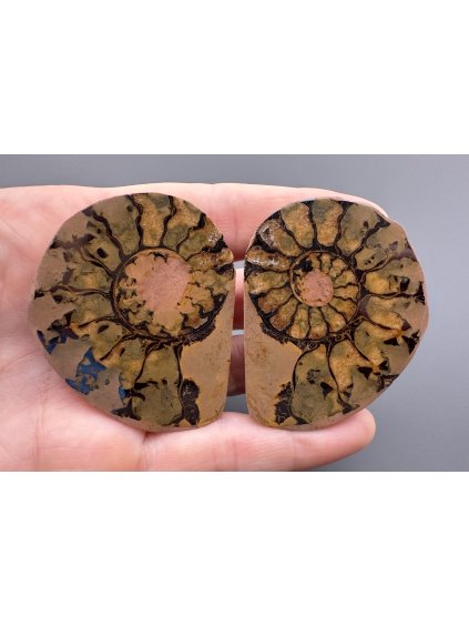 Amonit (pár) 5,1cm a 5cm – Maroko