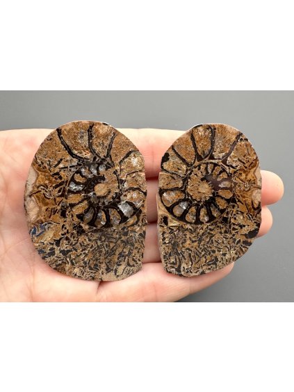 Ammonite (pair) 5,3cm and 5,3cm – Morocco