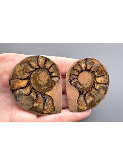 Amonit (pár) 5,2cm a 5cm – Maroko