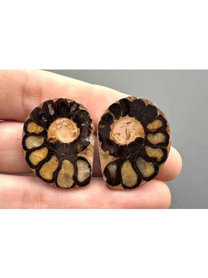 Ammonite (pair) 2,7cm and 2,7cm – Morocco