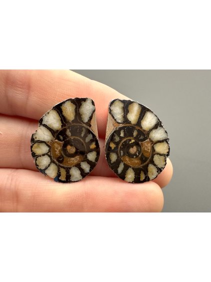 Ammonite (pair) 2,4cm and 2,3cm – Morocco