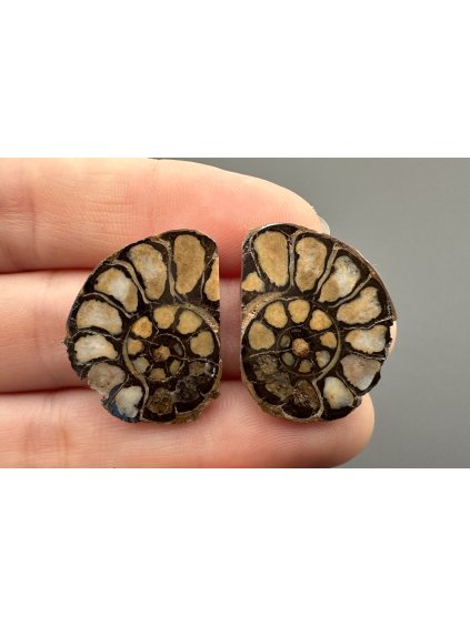 Amonit (pár) 2,4cm a 2,4cm – Maroko