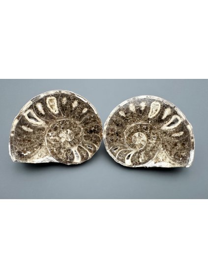 Amonit (pár) 11cm a 10,5cm – Maroko