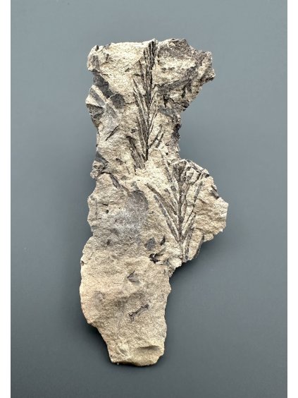 Fossile Flora – Most, CZ