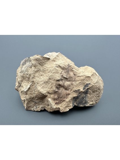 Fossile Flora – Most, CZ