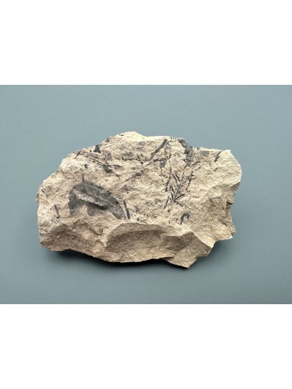 Fossile Flora – Most, CZ