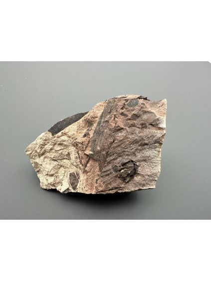 Fossile Flora – Most, CZ