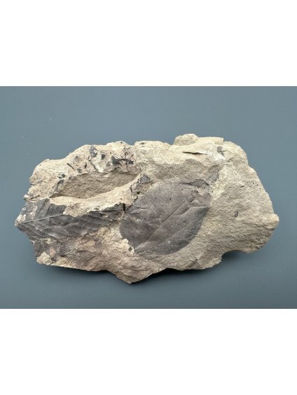 Fossil flora  – Most, CZ
