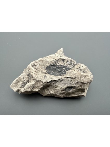 Fossil flora  – Most, CZ