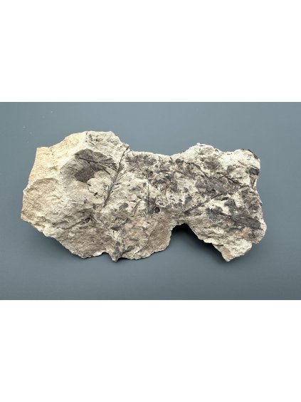 Fossile Flora – Most, CZ