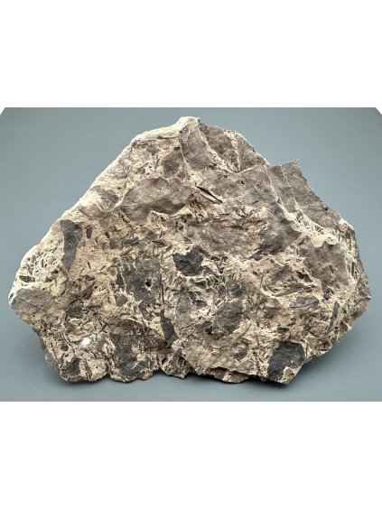 Fossile Flora – Most, CZ