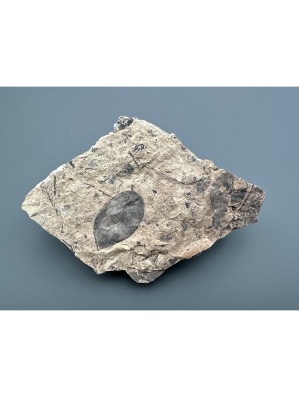 Fossile Flora – Most, CZ