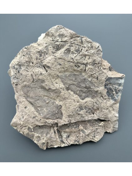 Fossil flora  – Most, CZ