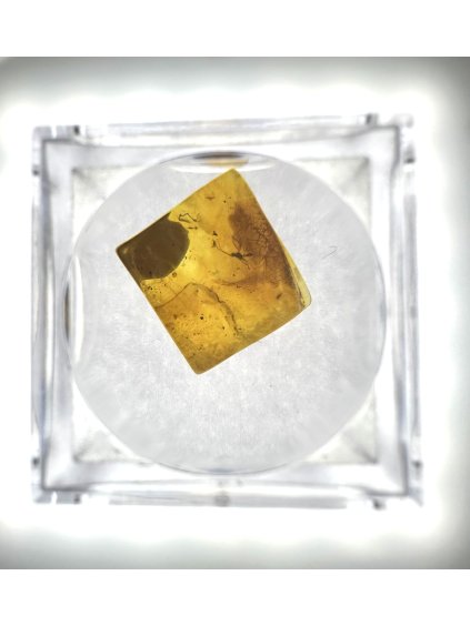 Insects in amber in a box with magnifying glass – Lithuania