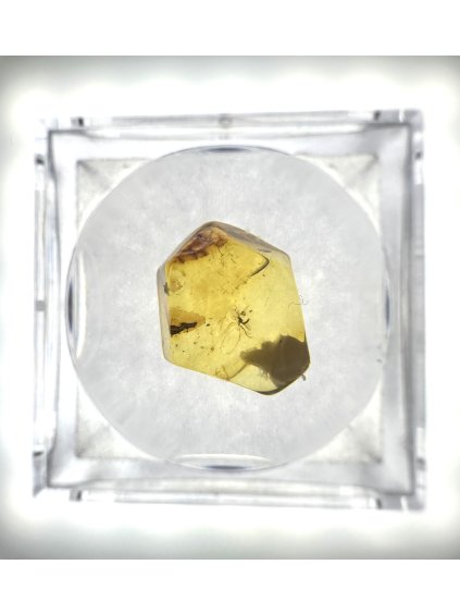 Insects in amber in a box with magnifying glass – Lithuania