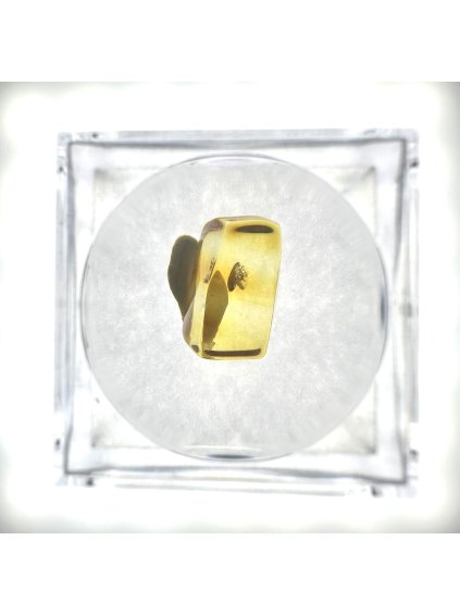 Insects in amber in a box with magnifying glass – Lithuania
