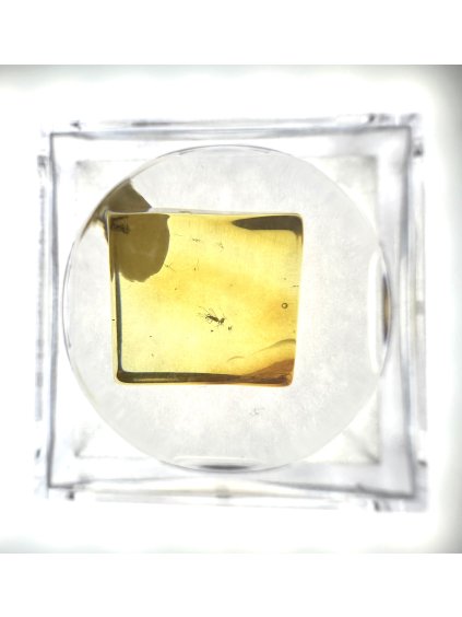 Insects in amber in a box with magnifying glass – Lithuania
