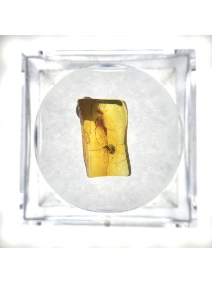 Insects in amber in a box with magnifying glass – Lithuania