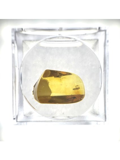 Insects in amber in a box with magnifying glass – Lithuania