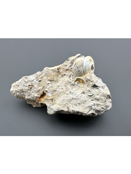 Fossilized snail – Tuchorice, CZ