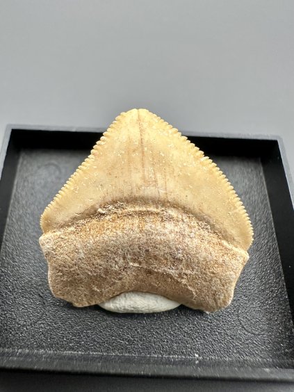 Shark's tooth – Morocco