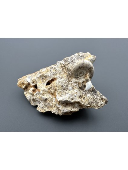 Fossilized snail – Tuchorice, CZ