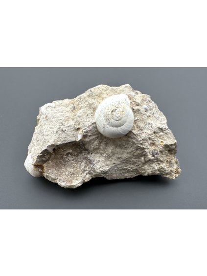 Fossilized snail – Tuchorice, CZ