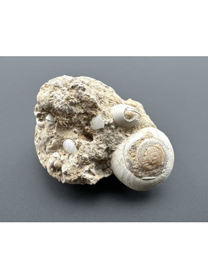 Zkamenělý plž – Tuchořice, ČR