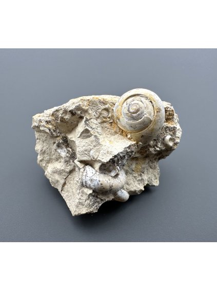Fossilized snail – Tuchorice, CZ