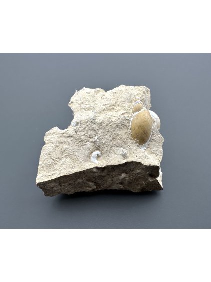 Fossilized snail – Tuchorice, CZ